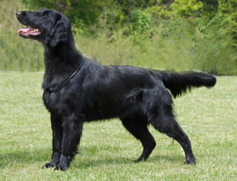 NO UCH NORD JV-07 SE U(U)CH Almanza Quite The Thing